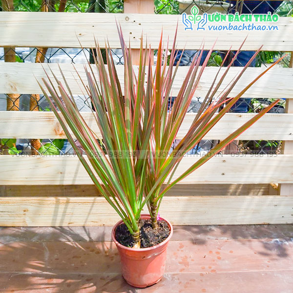 Cây Hoàn Kiếm (Phất Dụ Mảnh)