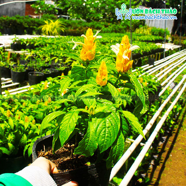 Cây Hoàng Long Nhả Ngọc