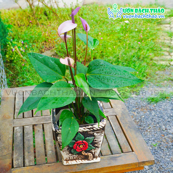 Cây Hồng Môn Tím Để Bàn