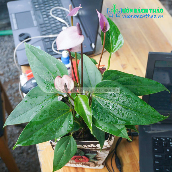 Cây Hồng Môn Tím Để Bàn