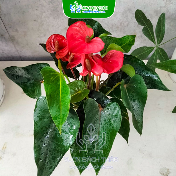 Cây Hồng Môn Trong Nước