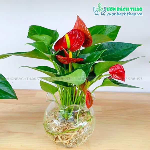 Cây Hồng Môn Trong Nước