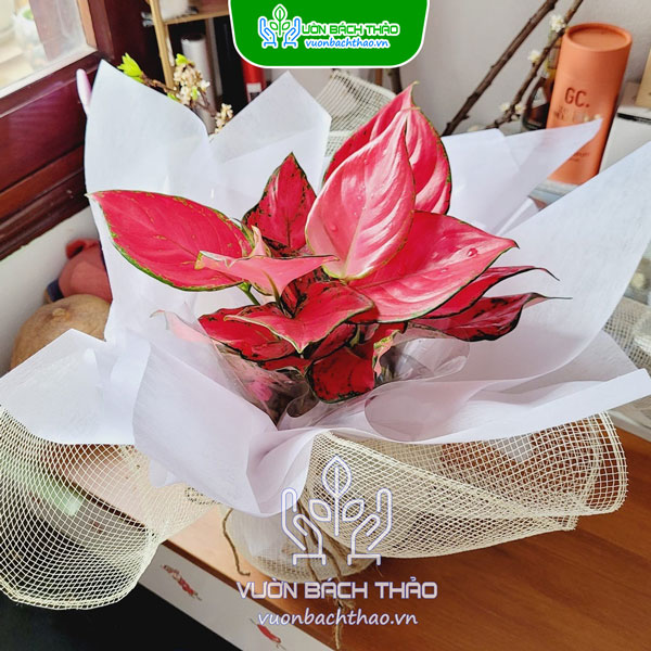 Cây Hồng Phát Lộc (Vạn Lộc Đỏ) Quà Tặng