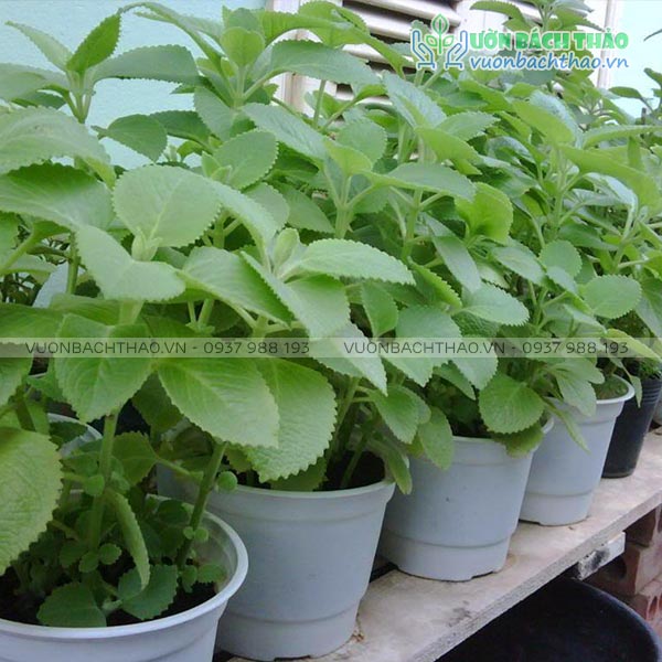 Cây Húng Chanh (Rau Tần) | Vườn Bách Thảo
