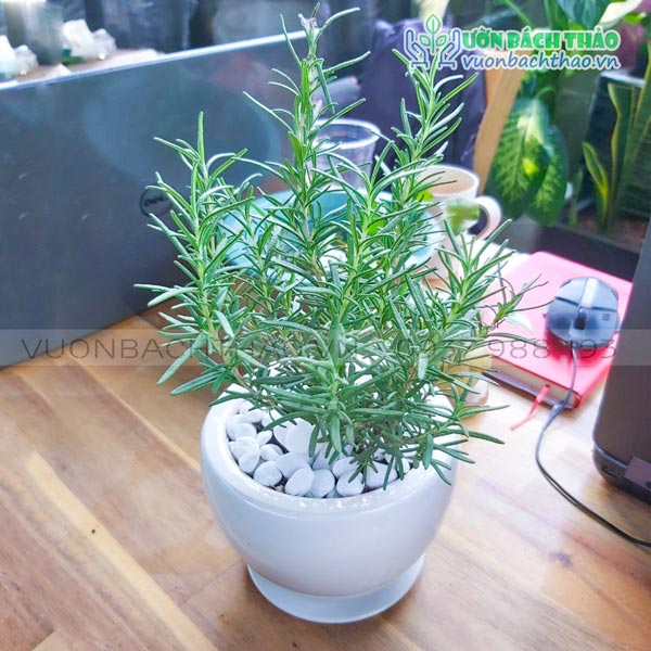 Cây Hương Thảo Để Bàn