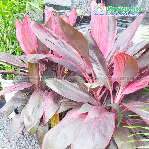 Cây Huyết Dụ (Phất Dụ)