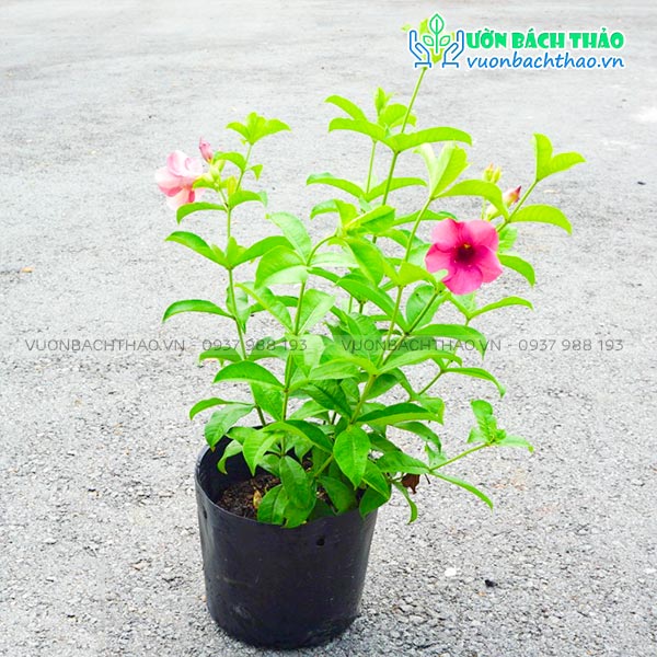 Cây Huỳnh Anh Hoa Tím