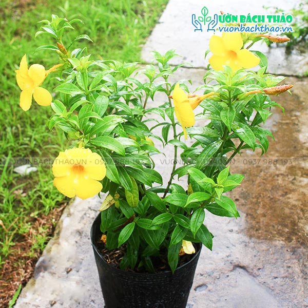 Cây Huỳnh Anh Lá Nhỏ