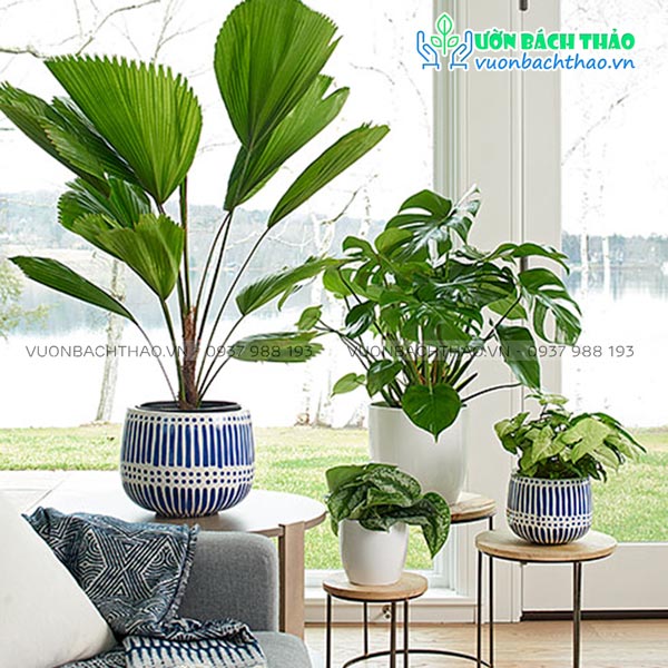 Cây Kè Nhật Chậu Đứng