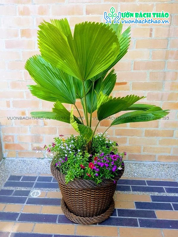 Cây Kè Nhật Chậu Đứng