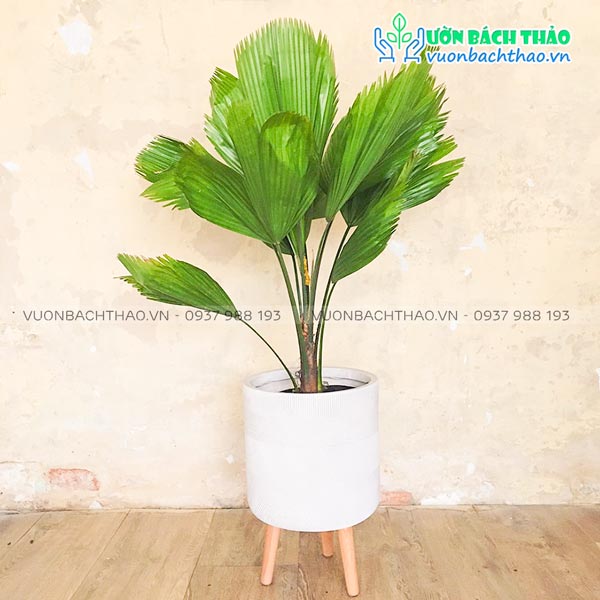 Cây Kè Nhật Chậu Đứng