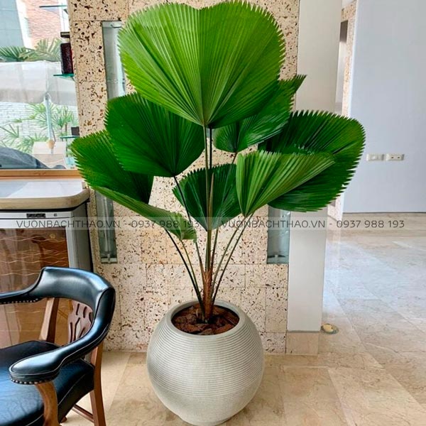 Cây Kè Nhật Chậu Đứng