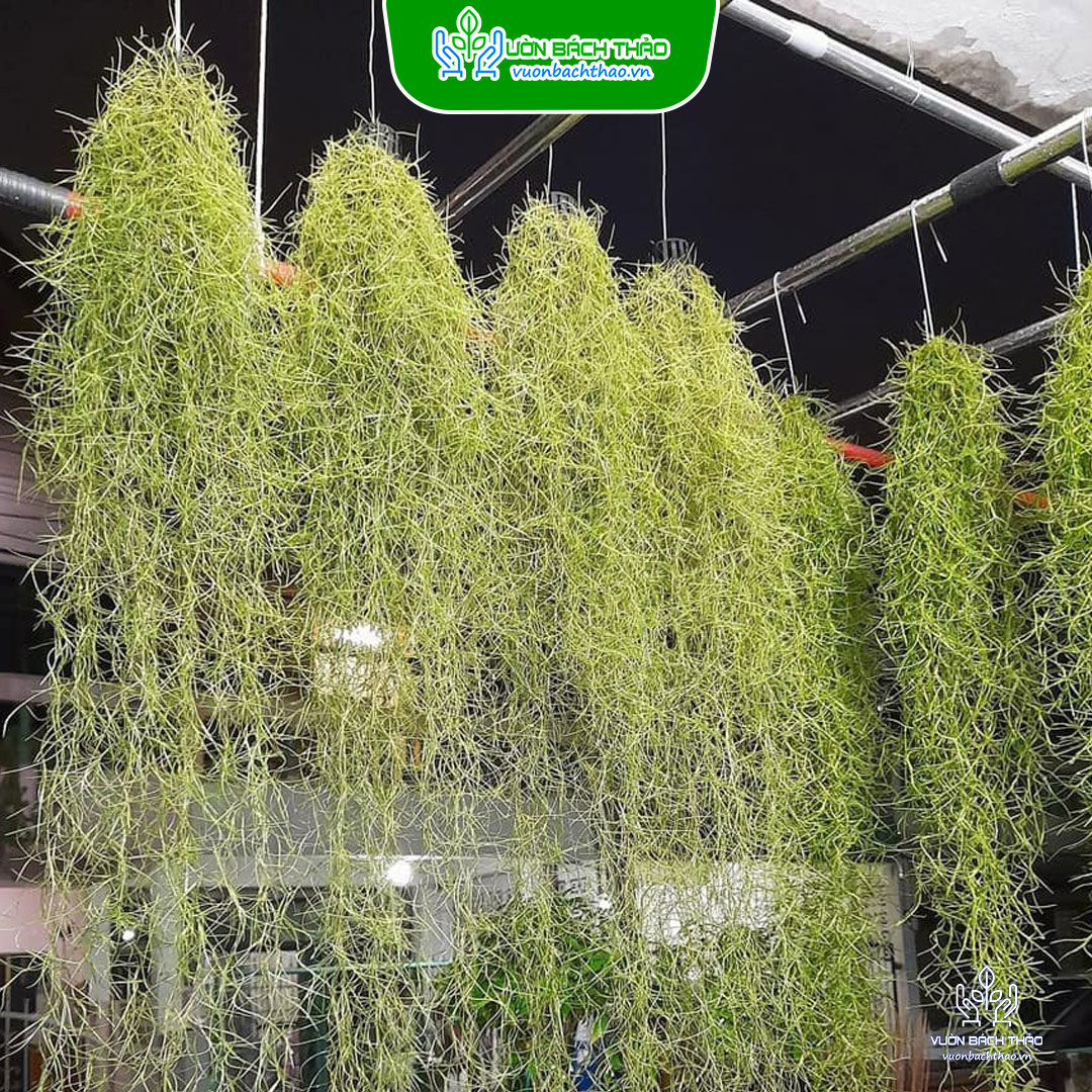 Cây Không Khí Tóc Tiên - Tillandsia Usneoides