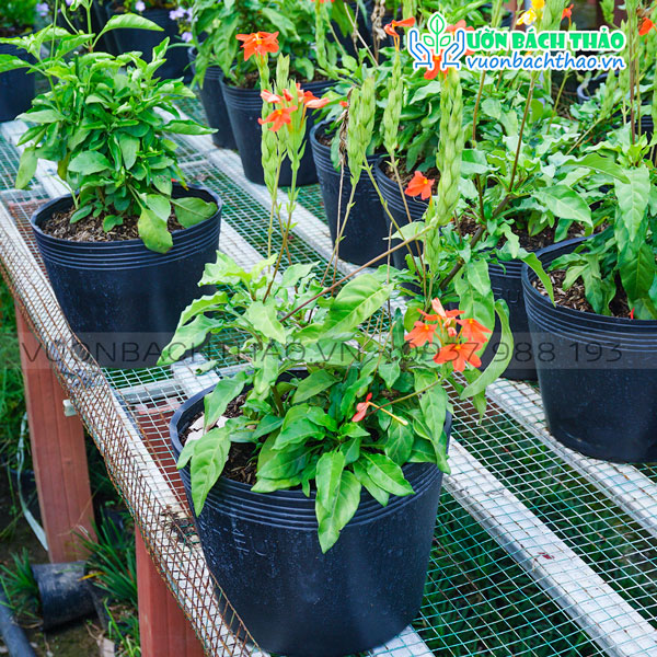 Cây Kim Đồng Cam