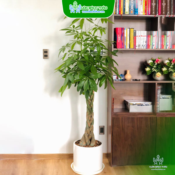 Cây Kim Ngân Bím Chậu Đứng