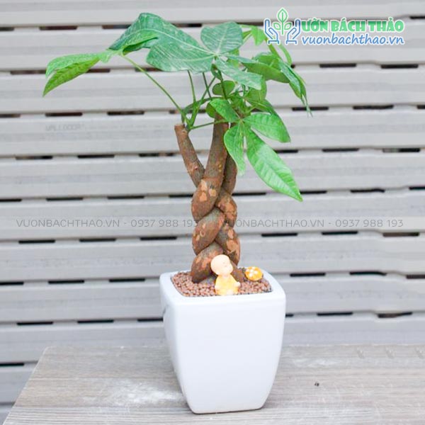 Cây Kim Ngân Bím Để Bàn