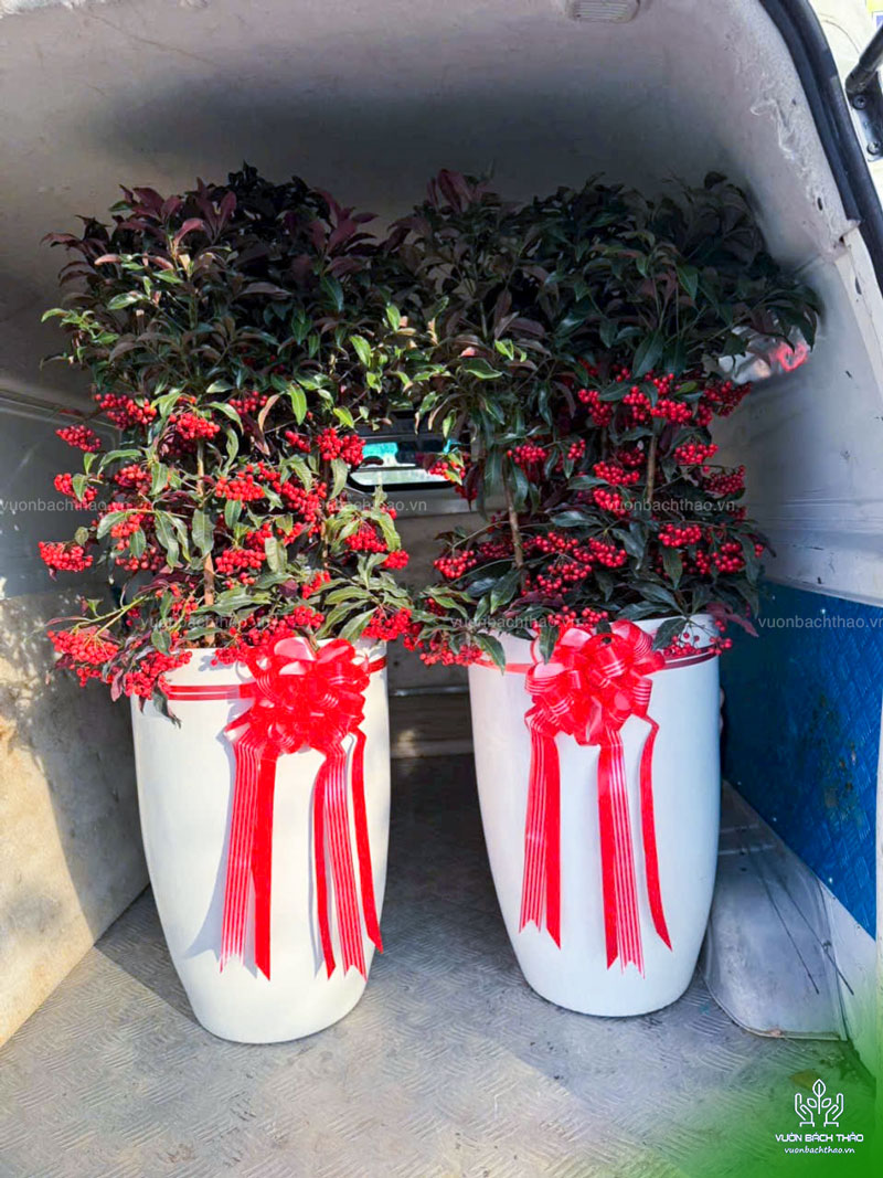 Cây Kim Ngân Lượng