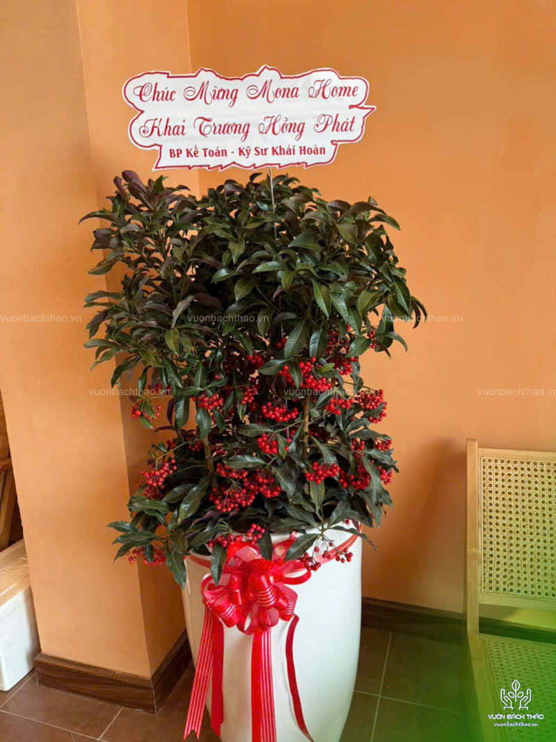 Cây Kim Ngân Lượng