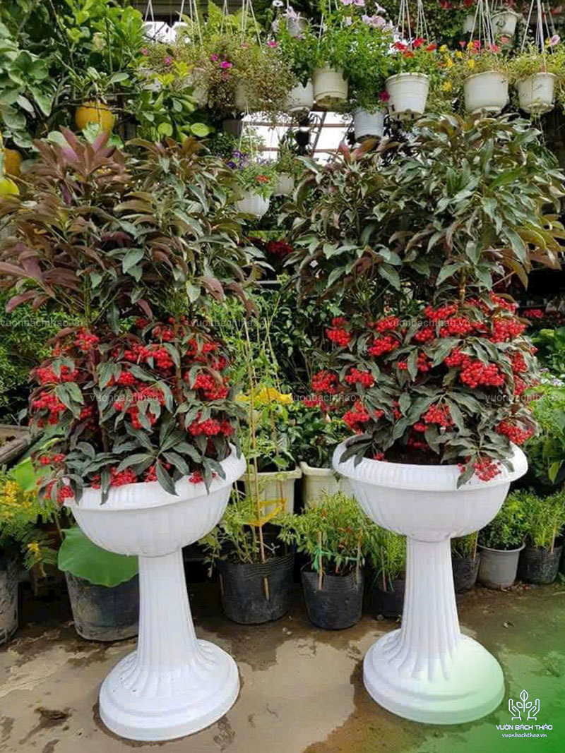 Cây Kim Ngân Lượng