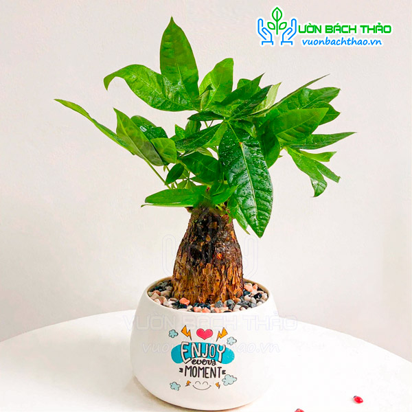 Cây Kim Ngân Nhất Trụ Để Bàn