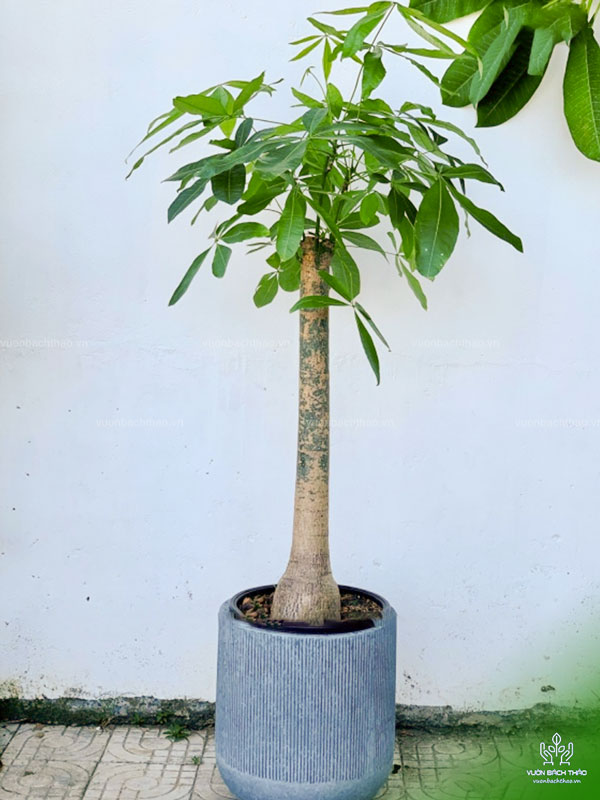 Cây Kim Ngân Nhất Trụ Chậu Đứng