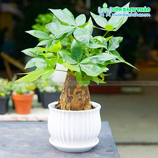 Cây Kim Ngân Nhất Trụ Để Bàn