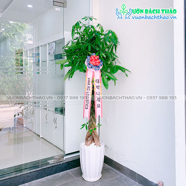 Cây Kim Ngân Tặng Khai Trương