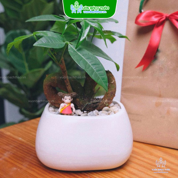 Cây Kim Ngân Thắt Nơ Để Bàn