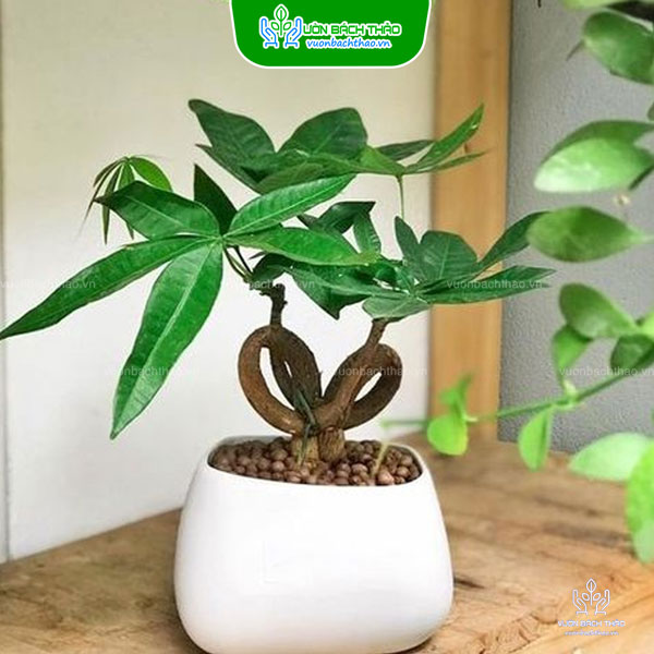 Cây Kim Ngân Thắt Nơ Để Bàn