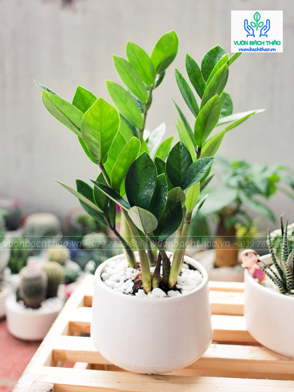 Cây Kim Tiền Để Bàn