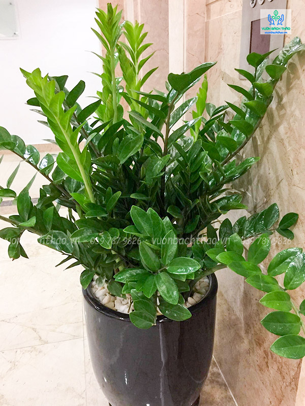 Cây Kim Tiền Chậu Đứng
