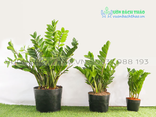 Cây Kim Tiền (Cây Kim Phát Tài)