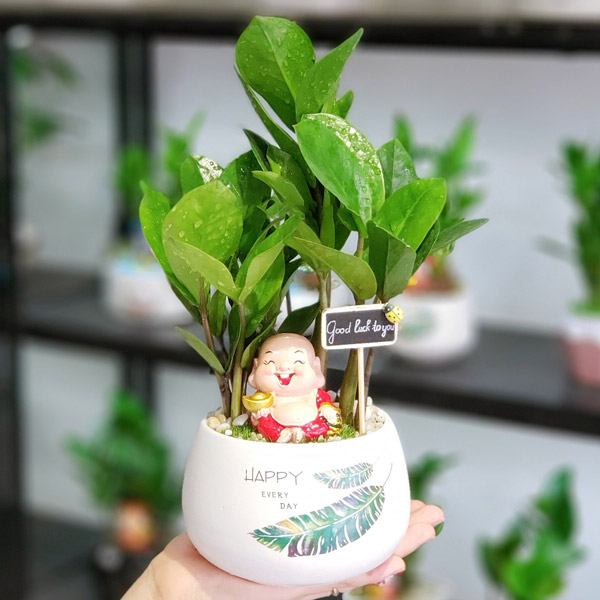 Cây Kim Tiền Để Bàn