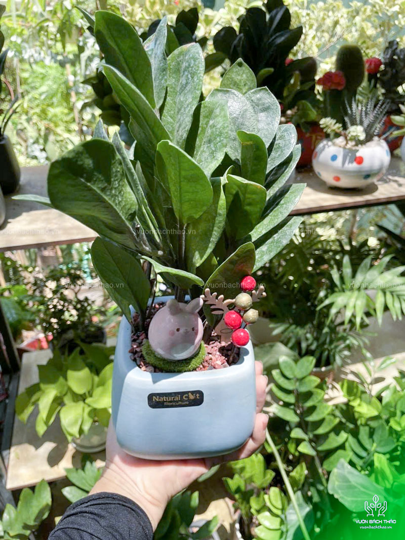 Cây Kim Tiền Để Bàn