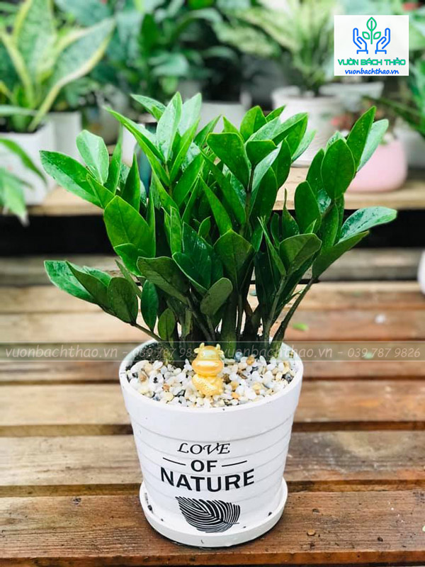 Cây Kim Tiền Để Bàn