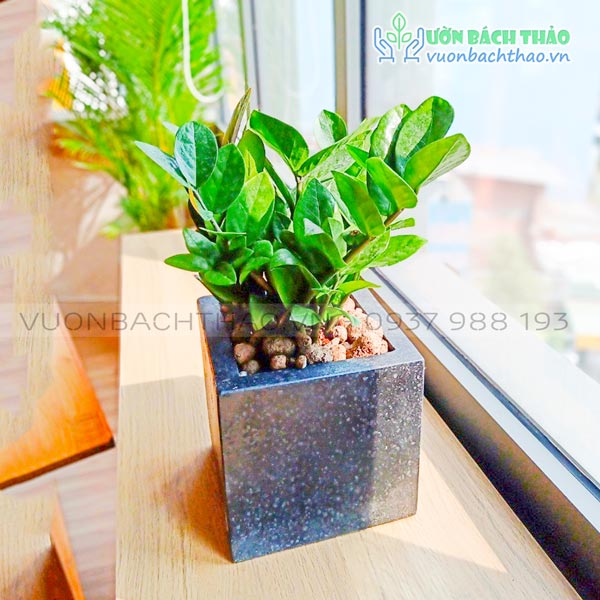 Cây Kim Tiền Để Bàn