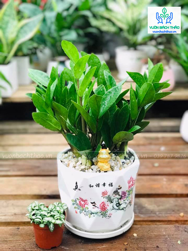 Cây Kim Tiền Để Bàn