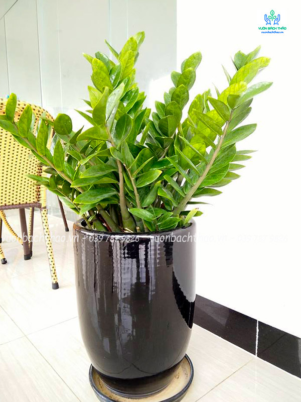 Cây Kim Tiền Chậu Đứng