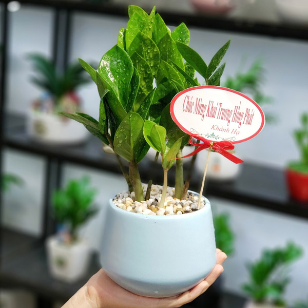 Cây Kim Tiền Để Bàn