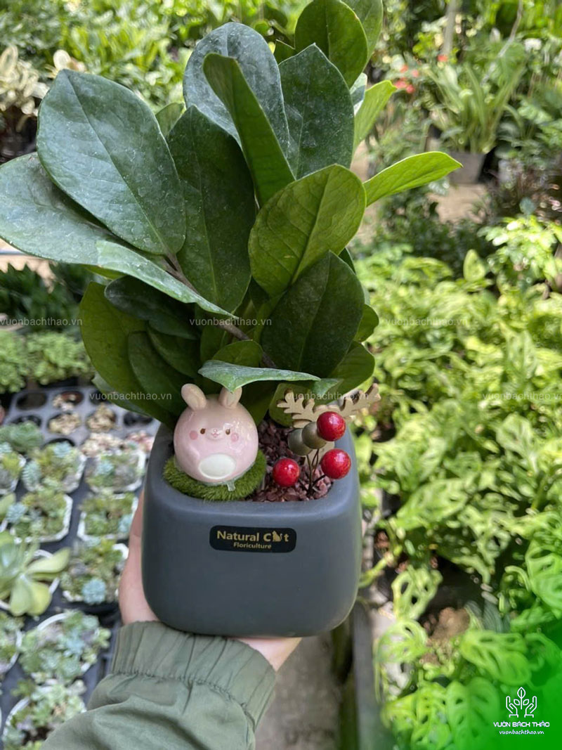 Cây Kim Tiền Để Bàn