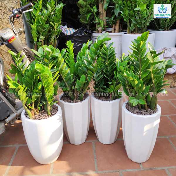 Cây Kim Tiền Chậu Đứng