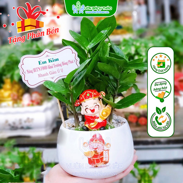 Cây Kim Tiền Tặng Khai Trương, Tân Gia, Khởi Công, Động Thổ