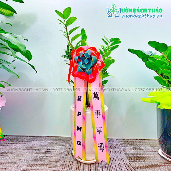 Cây Kim Tiền Tặng Khai Trương, Tân Gia, Khởi Công, Động Thổ