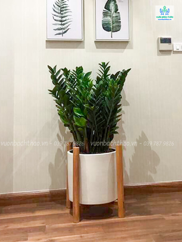 Cây Kim Tiền Chậu Đứng