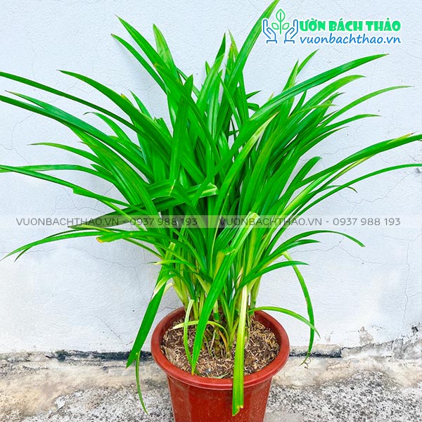 Cây Lá Dứa Thơm