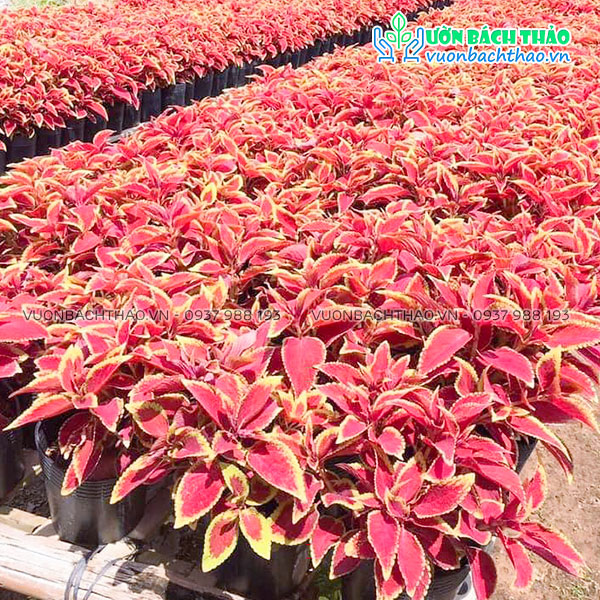 Cây Lá Gấm (Tía Tô Kiểng)