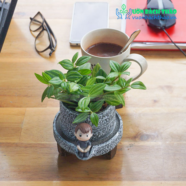 Cây Lá Kim Cương Để Bàn