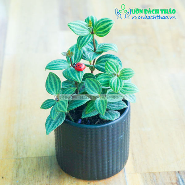 Cây Lá Kim Cương Để Bàn