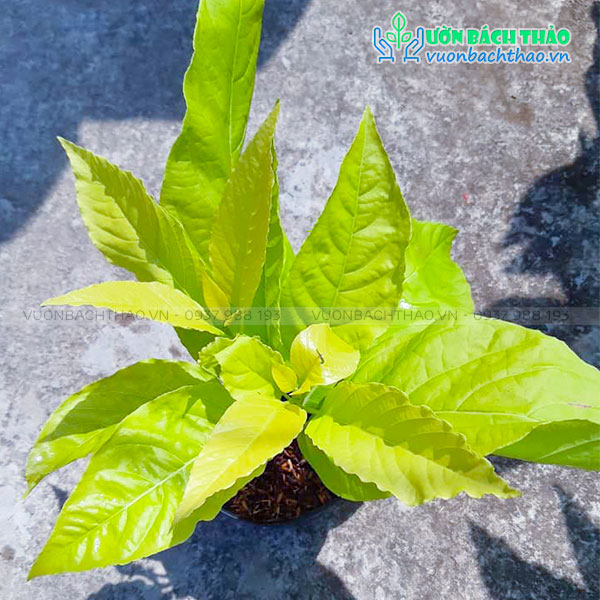 Cây Lá Trắng (Cây Bạch Tạng)