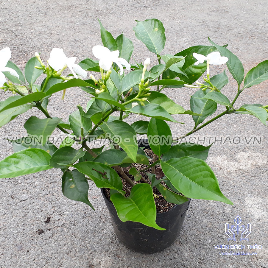 Cây Hoa Lài Trâu, Cây lài tây